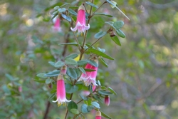 AustralianFuchsia