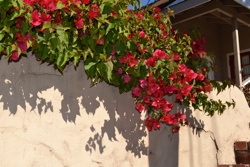 Bougainvillea