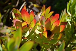 Leucadendron