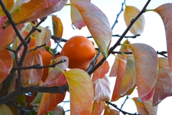 Persimmon