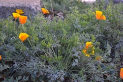 Poppies