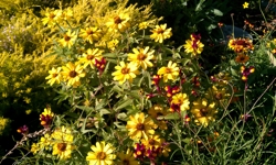 YellowZinnia